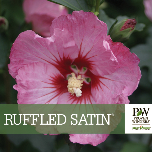 Preview of Ruffled Satin® Hibiscus benchcard PDF