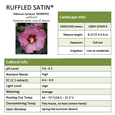 Preview of Ruffled Satin® Hibiscus grower sheet PDF
