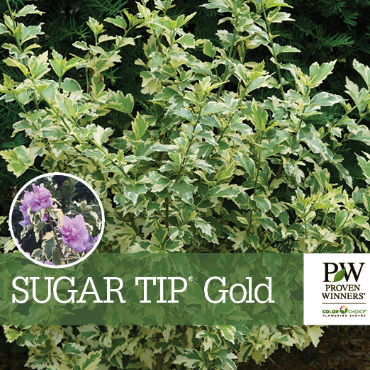 Preview of Sugar Tip® Gold Hibiscus Benchcard PDF