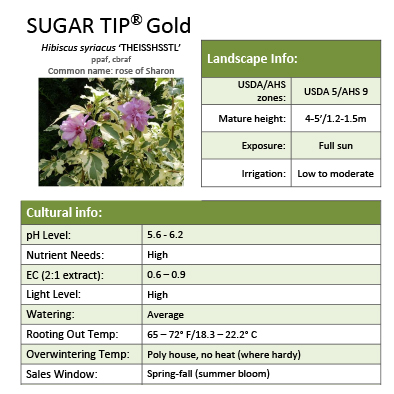 Preview of Sugar Tip® Gold Hibiscus Grower Sheet PDF