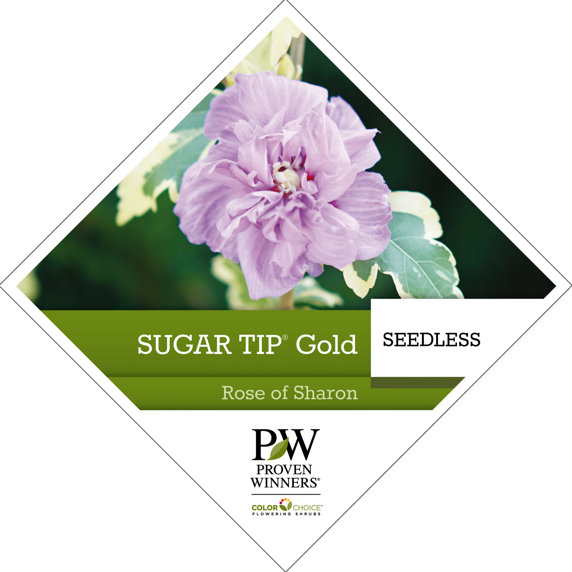 Preview of Sugar Tip® Gold Hibiscus Tag PDF