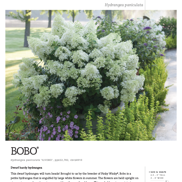 Preview of Bobo® Hydrangea Spec Sheet PDF