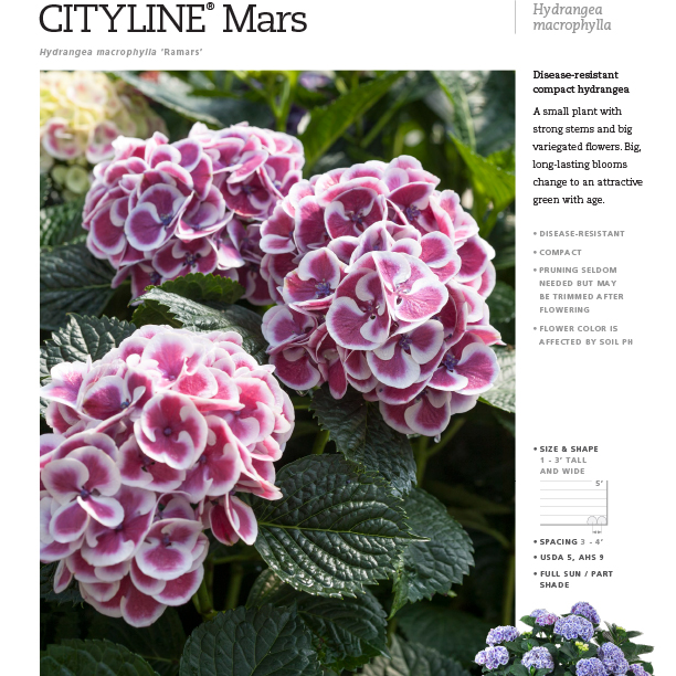 Preview of Cityline® Mars Hydrangea Spec Sheet PDF