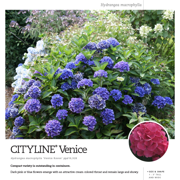 Preview of Cityline® Venice Hydrangea Spec Sheet PDF