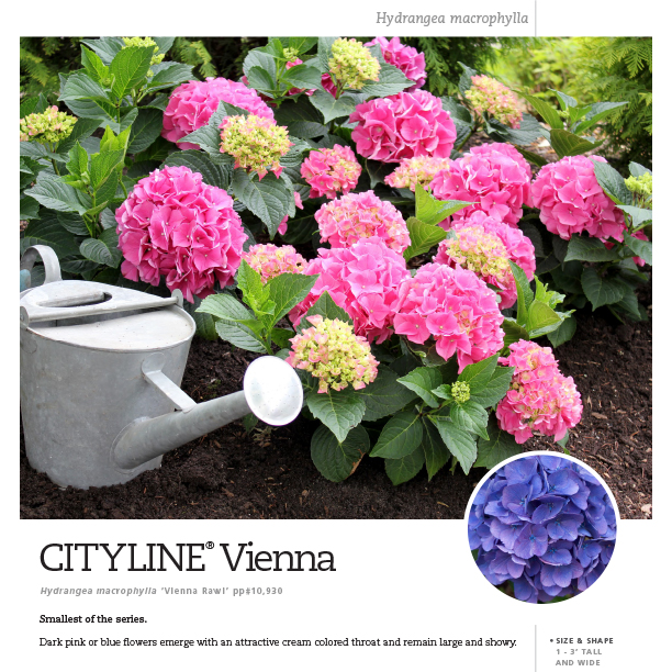 Preview of Cityline® Vienna Hydrangea Spec Sheet PDF