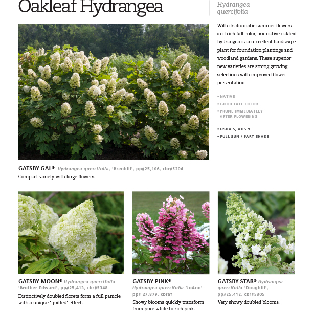 Preview of Gatsby Oakleaf Hydrangea Series Spec Sheet PDF
