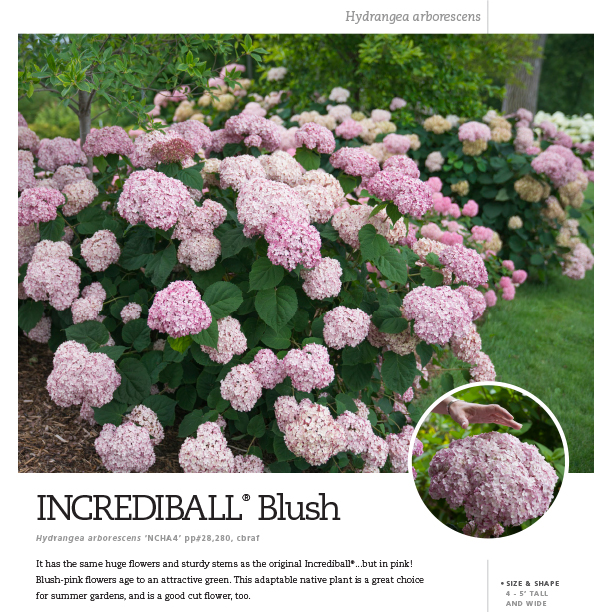 Preview of Incrediball® Blush Hydrangea Spec Sheet PDF