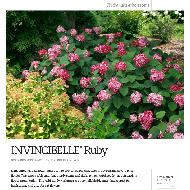 Preview of Invincibelle® Ruby Hydrangea Spec Sheet PDF