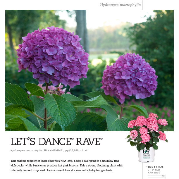 Preview of Let’s Dance® Rave® Hydrangea Spec Sheet PDF