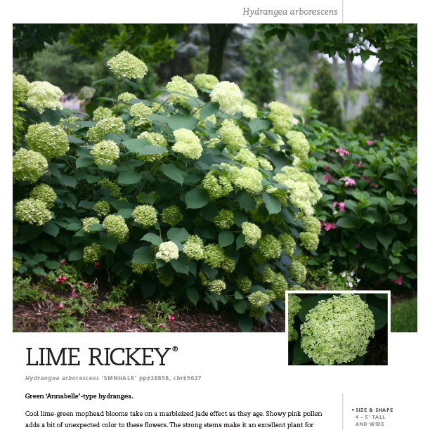 Preview of Lime Rickey® Hydrangea Spec Sheet PDF