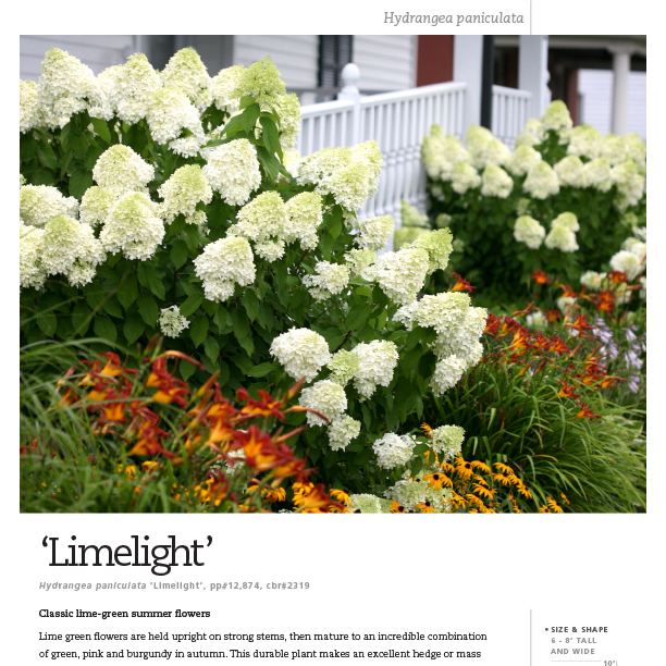 Preview of ‘Limelight’ Hydrangea Spec Sheet PDF