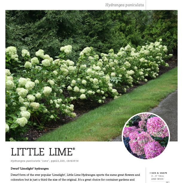 Preview of Little Lime® Hydrangea Spec Sheet PDF