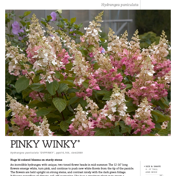 Preview of Pinky Winky® Hydrangea Spec Sheet PDF