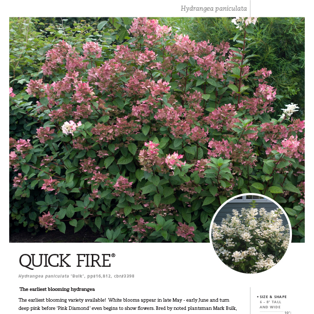 Preview of Quick Fire® Hydrangea Spec Sheet PDF