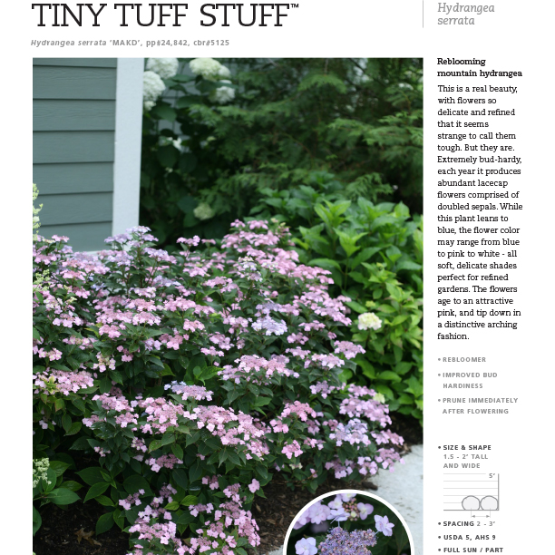 Preview of Tiny Tuff Stuff™ Hydrangea Spec Sheet PDF