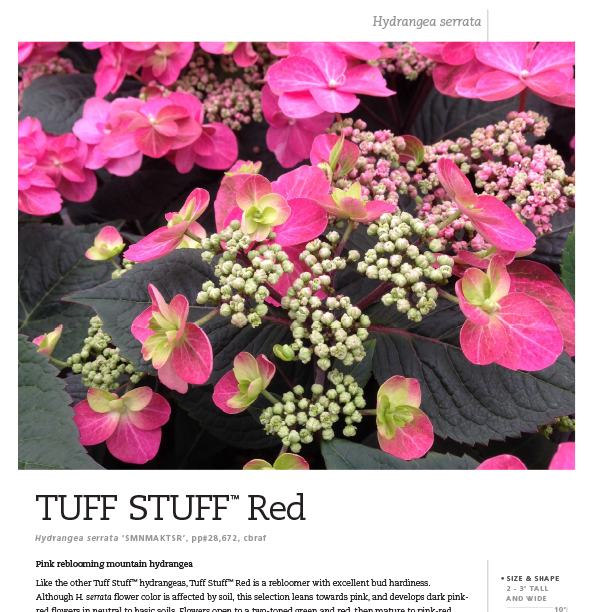 Preview of Tuff Stuff™ Red Hydrangea Spec Sheet PDF