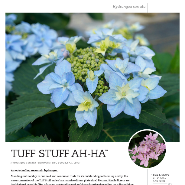 Preview of Tuff Stuff Ah-Ha® Hydrangea Spec Sheet PDF