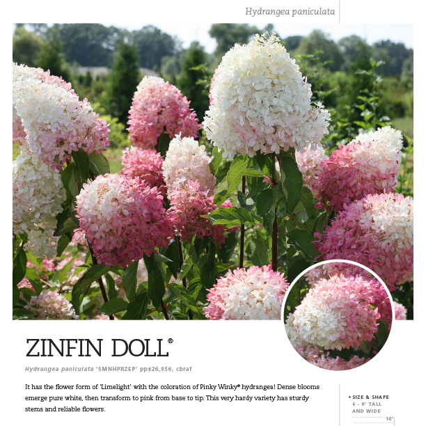 Preview of Zinfin Doll® Hydrangea Spec Sheet PDF