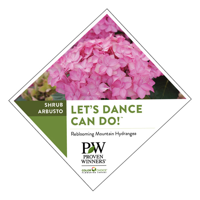 Preview of Let’s Dance Can Do!® hydrangea tag PDF