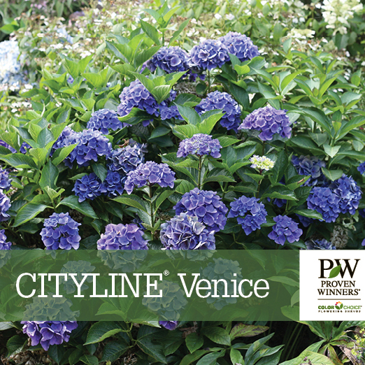 Preview of Cityline® Venice Hydrangea Benchcard PDF