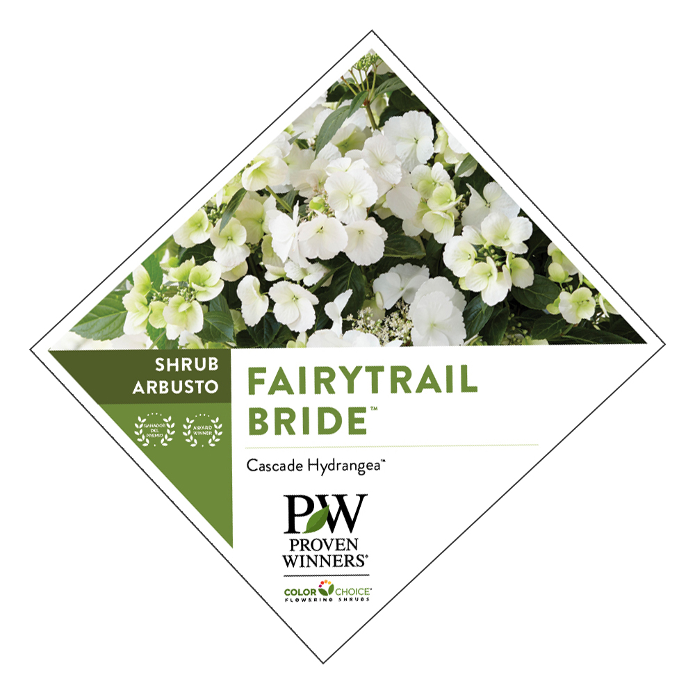 Preview of Fairytrail Bride cascade hydrangea plant tag PDF