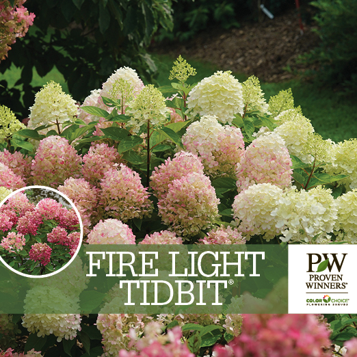 Preview of Fire Light Tidbit® Hydrangea Benchcard PDF