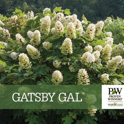 Preview of Gatsby Gal® Hydrangea Benchcard PDF