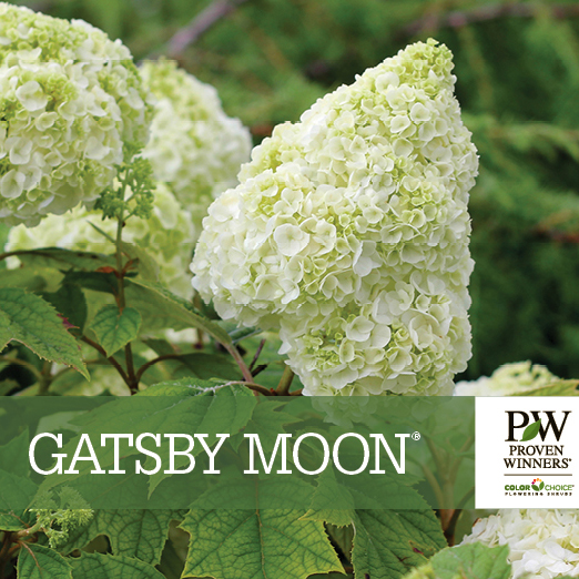 Preview of Gatsby Moon® Hydrangea Benchcard PDF