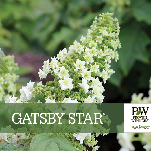 Preview of Gatsby Star® Hydrangea Benchcard PDF