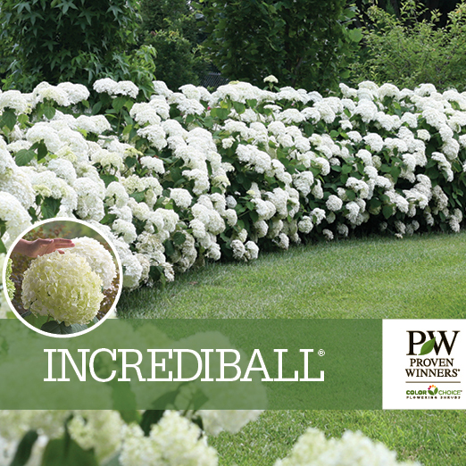 Preview of Incrediball® Hydrangea Benchcard PDF