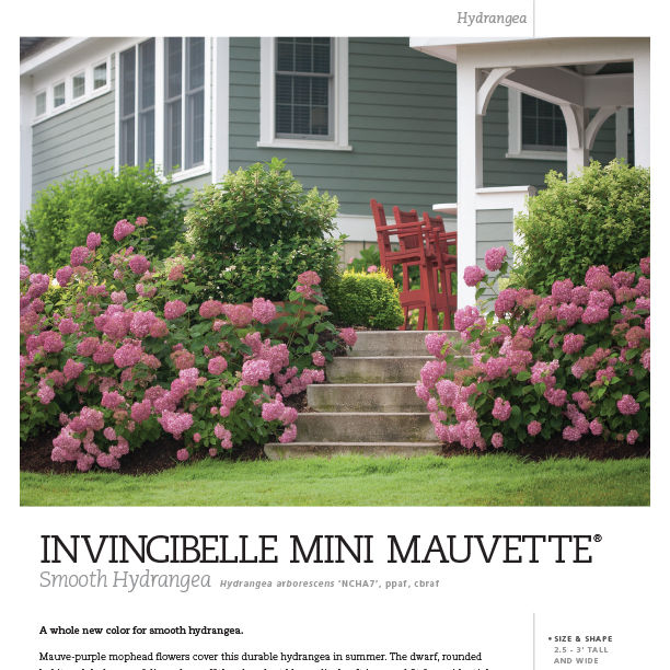 Preview of Invincibelle Mini Mauvette® Hydrangea Spec Sheet PDF