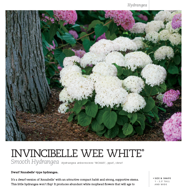 Preview of Invincibelle Wee White® Hydrangea Spec Sheet PDF