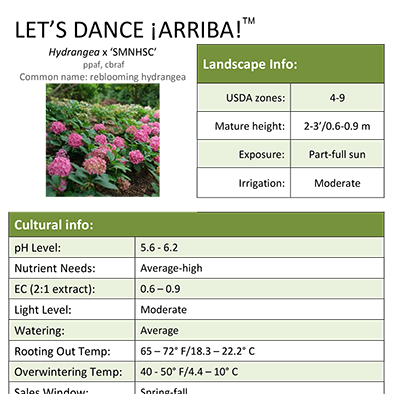 Preview of Let’s Dance ¡Arriba!® hydrangea grower sheet PDF