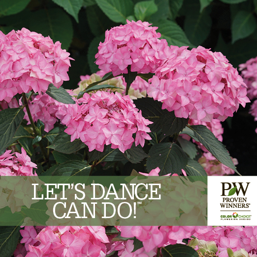 Preview of Let’s Dance Can Do!® hydrangea benchcard PDF