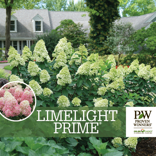 Preview of Limelight Prime® Hydrangea Benchcard PDF
