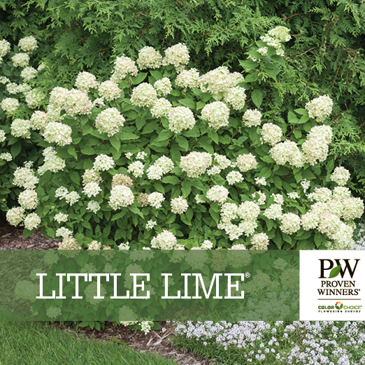 Preview of Little Lime® Hydrangea Benchcard PDF