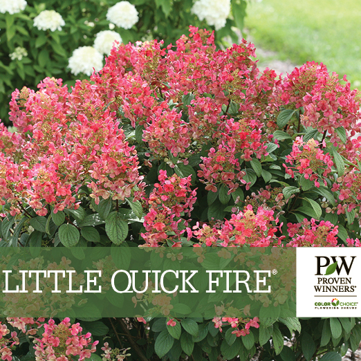 Preview of Little Quick Fire® Hydrangea Benchcard PDF