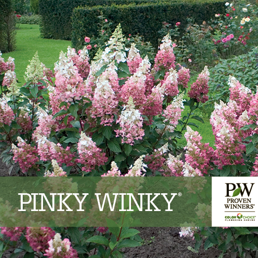 Preview of Pinky Winky® Hydrangea Benchcard PDF