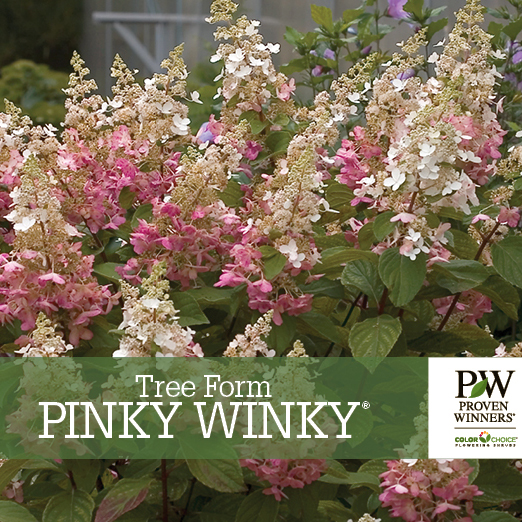 Preview of Pinky Winky Hydrangea - Tree Form PDF