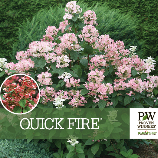 Preview of Quick Fire® Hydrangea Tag PDF