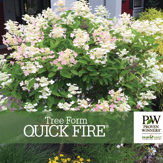 Preview of Tree-Form Quick Fire® Hydrangea Benchcard PDF