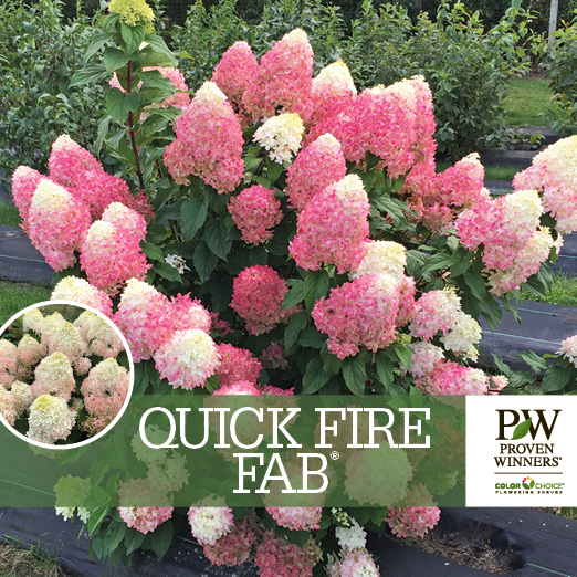Preview of Quick Fire Fab® Hydrangea Benchcard PDF