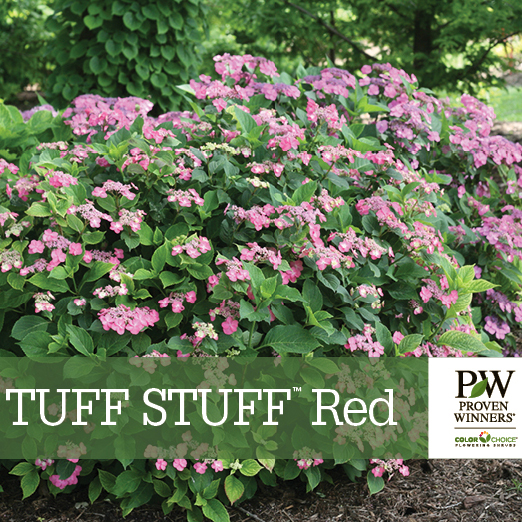 Preview of Tuff Stuff™ Red Hydrangea Benchcard PDF