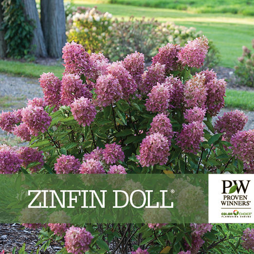Preview of Zinfin Doll® Hydrangea Benchcard PDF