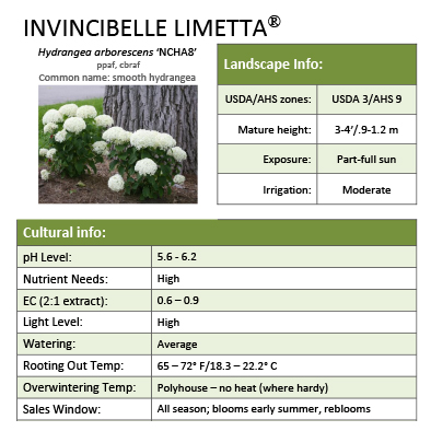 Preview of Invincibelle Limetta Hydrangea Grower Sheet PDF