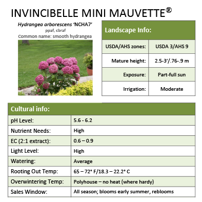 Preview of Invincibelle Mini Mauvette® Hydrangea Grower Sheet PDF