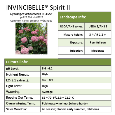 Preview of Invincibelle® Spirit II Hydrangea Grower Sheet PDF
