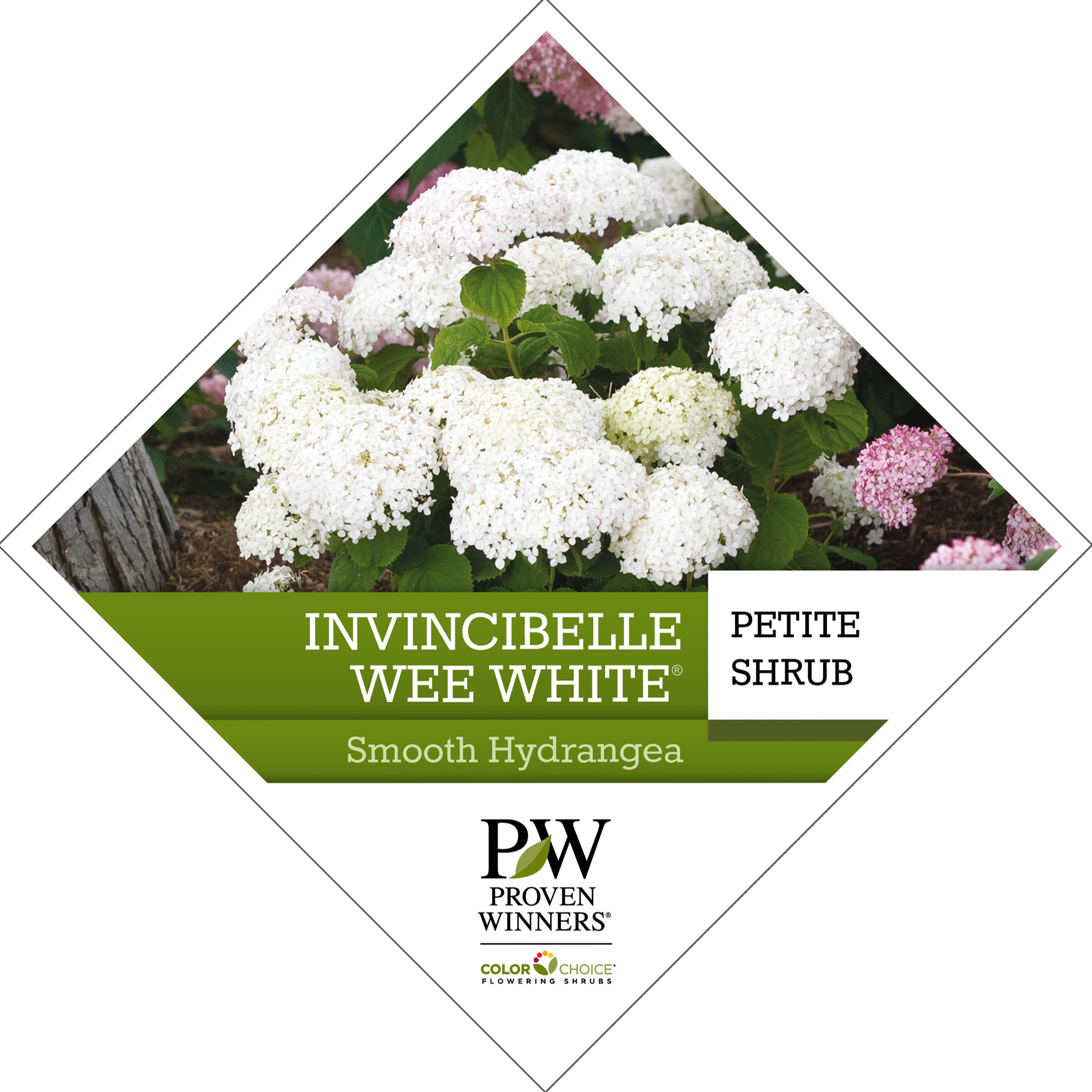 Preview of Invincibelle Wee White® Hydrangea Tag PDF