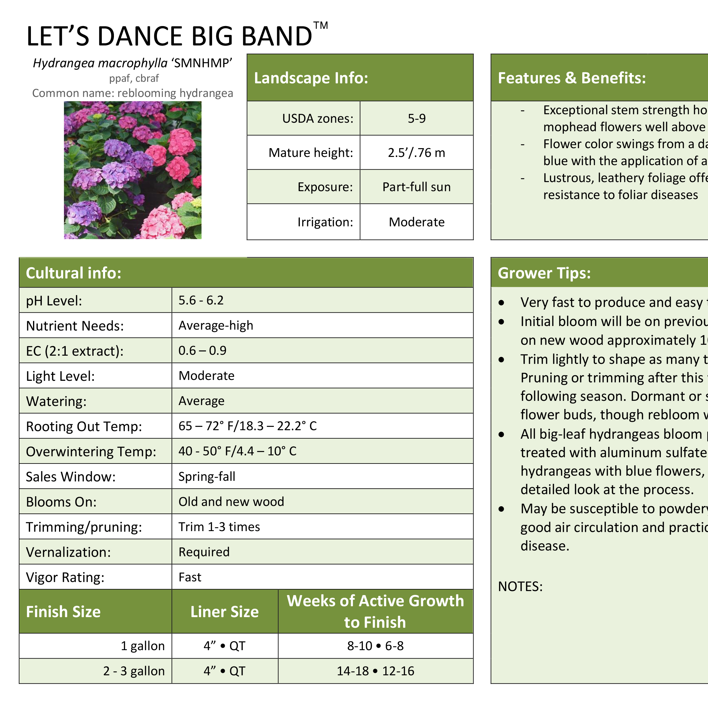 Preview of Let’s Dance Big Band® Hydrangea Professional Grower Sheet PDF