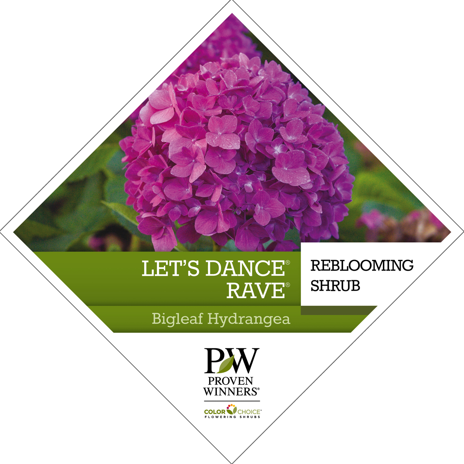 Preview of Let’s Dance® Rave® Hydrangea Tag PDF